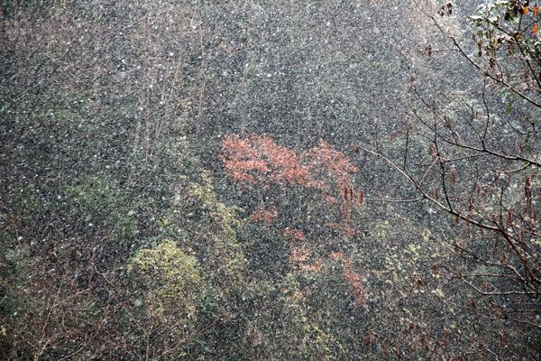 阿波と讃岐の県境　相栗峠は吹雪く粉雪で見えなくなる
